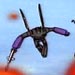 Insecticons